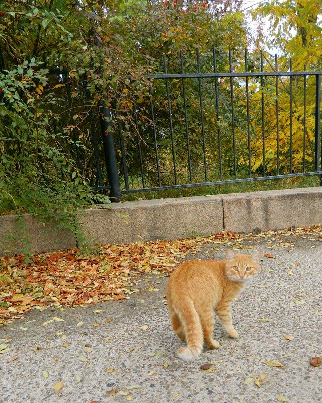 Рыжий кот в осеннем парке - Сергей Босов