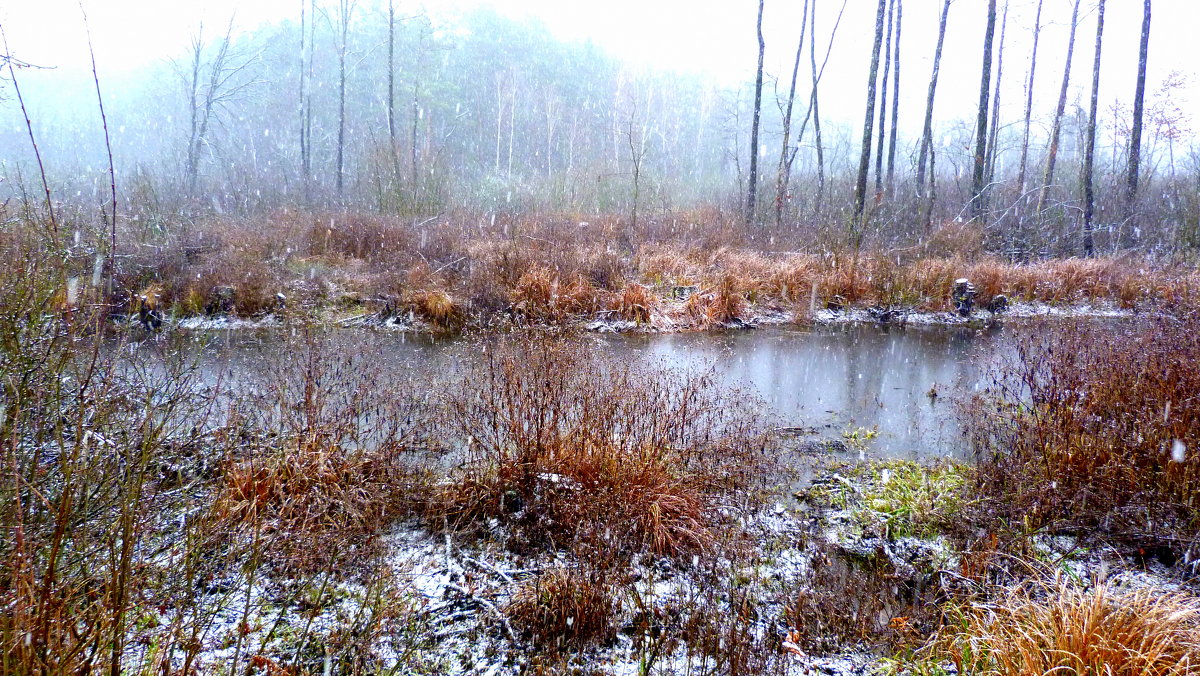 болото под первым снегом - Александр Прокудин