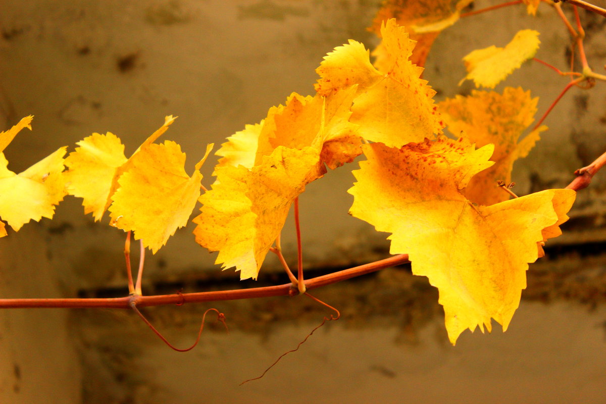 Осенняя виноградная веточка - Светлана 