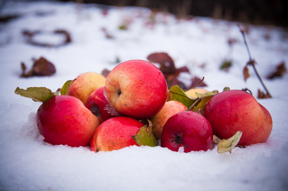 Яблоки под снегом
