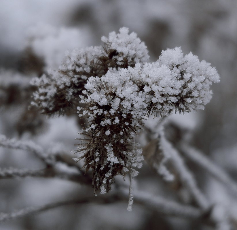 Украшения зимы - Андрей Михайлин
