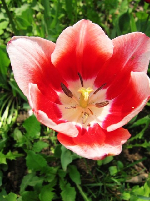 Красно-белый тюльпан - Дмитрий Никитин