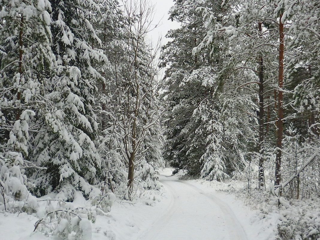 Зимой в лесу - Павлова Татьяна Павлова