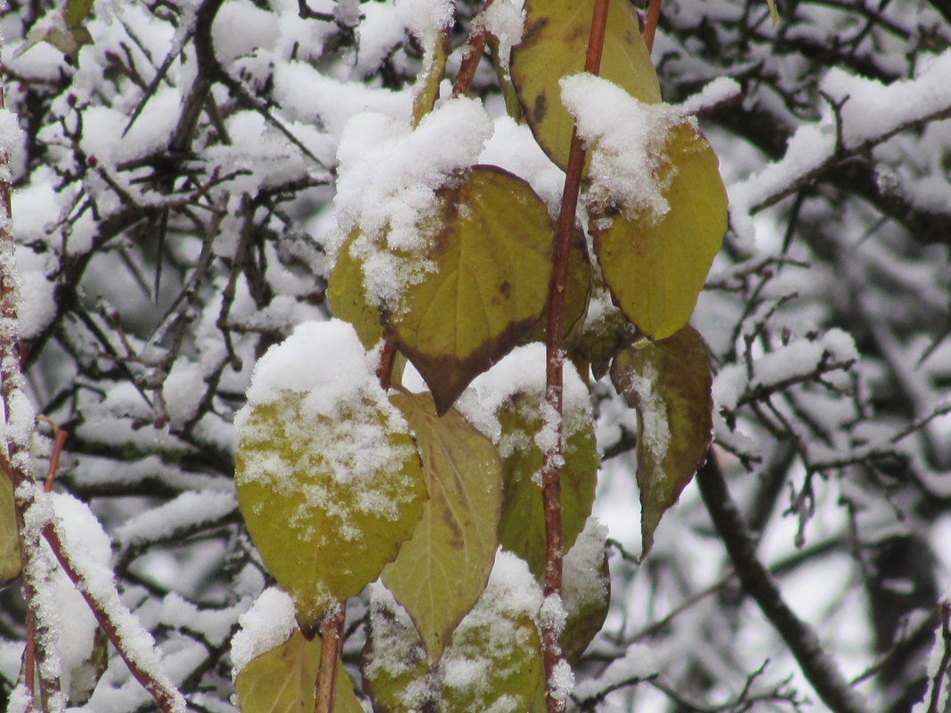 Снежные листья - Валюша Черкасова