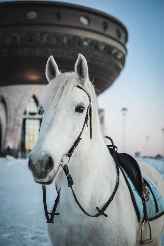 Лошадь - Алина Иевлева
