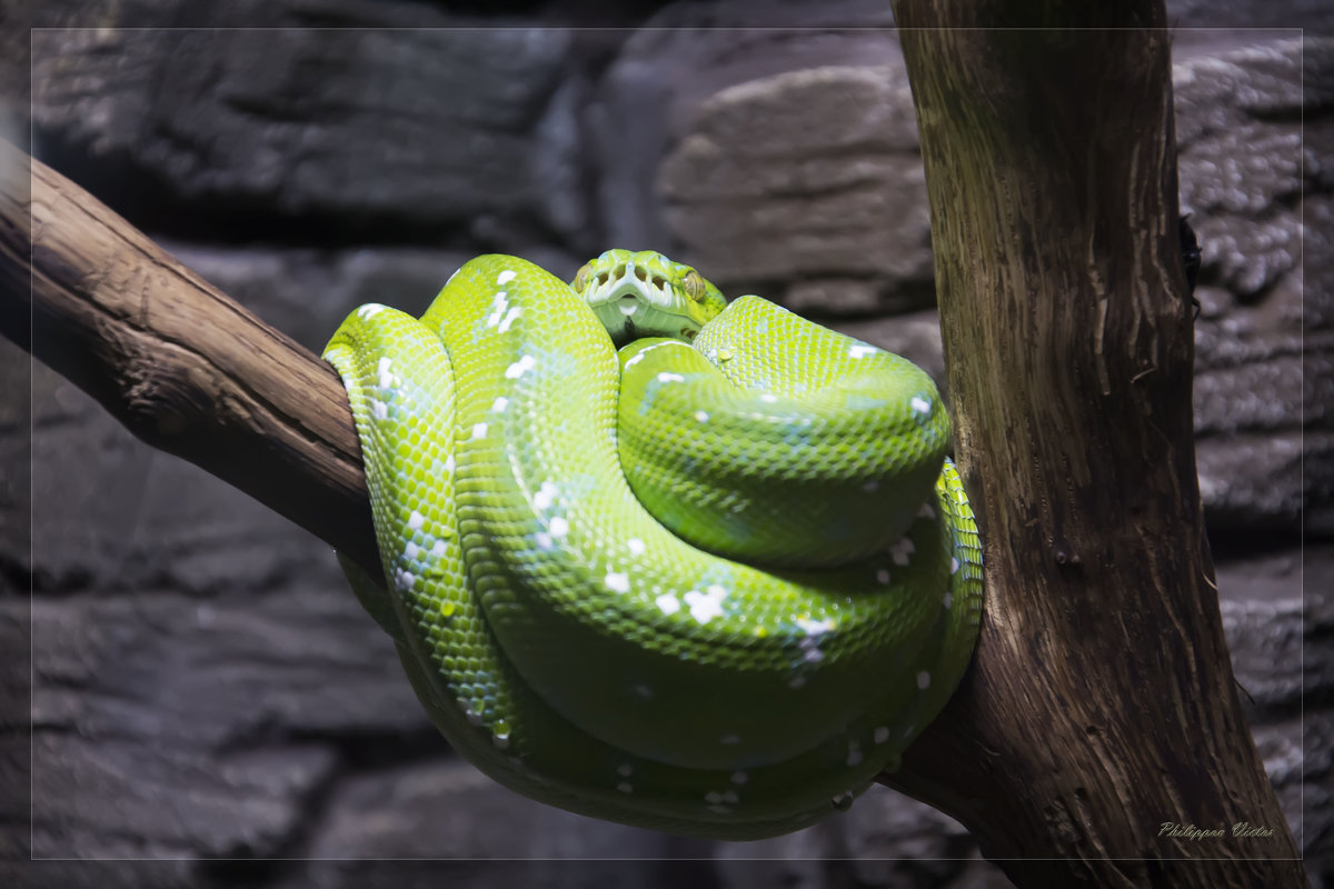 Змея зелёная - Виктор Филиппов
