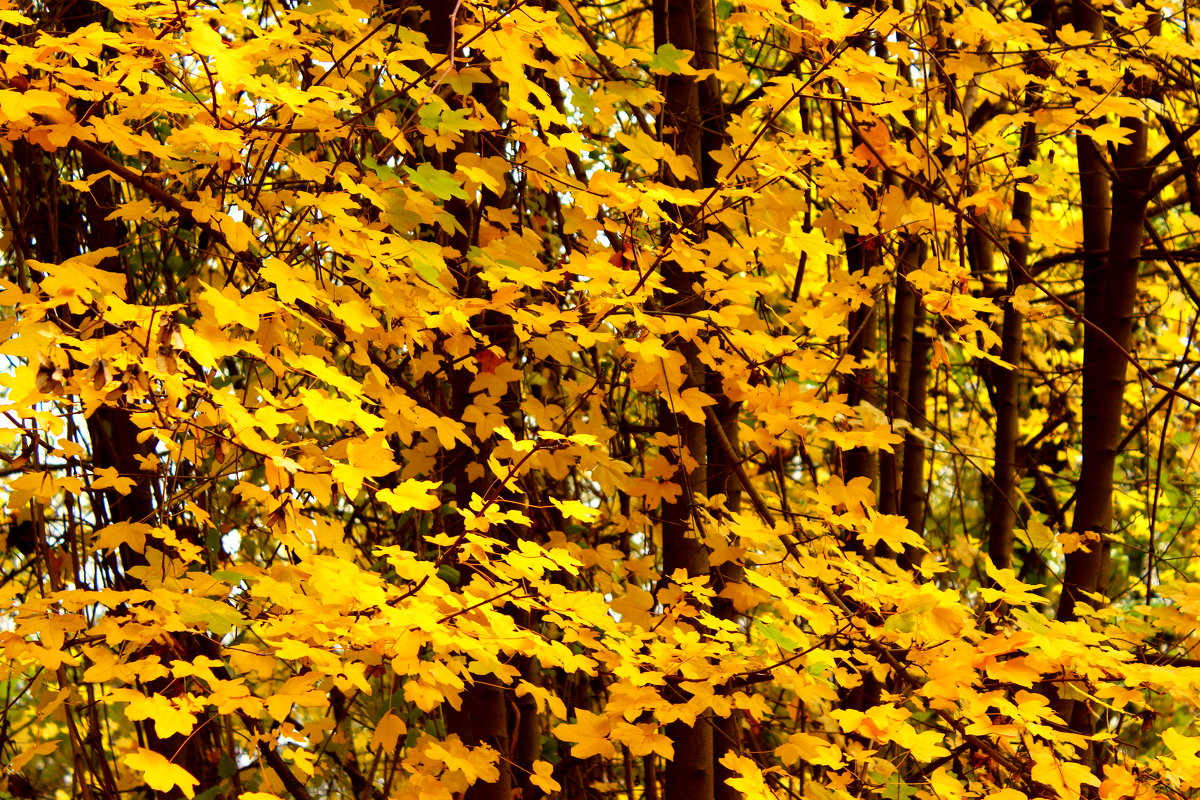 Осенняя листва - Светлана 