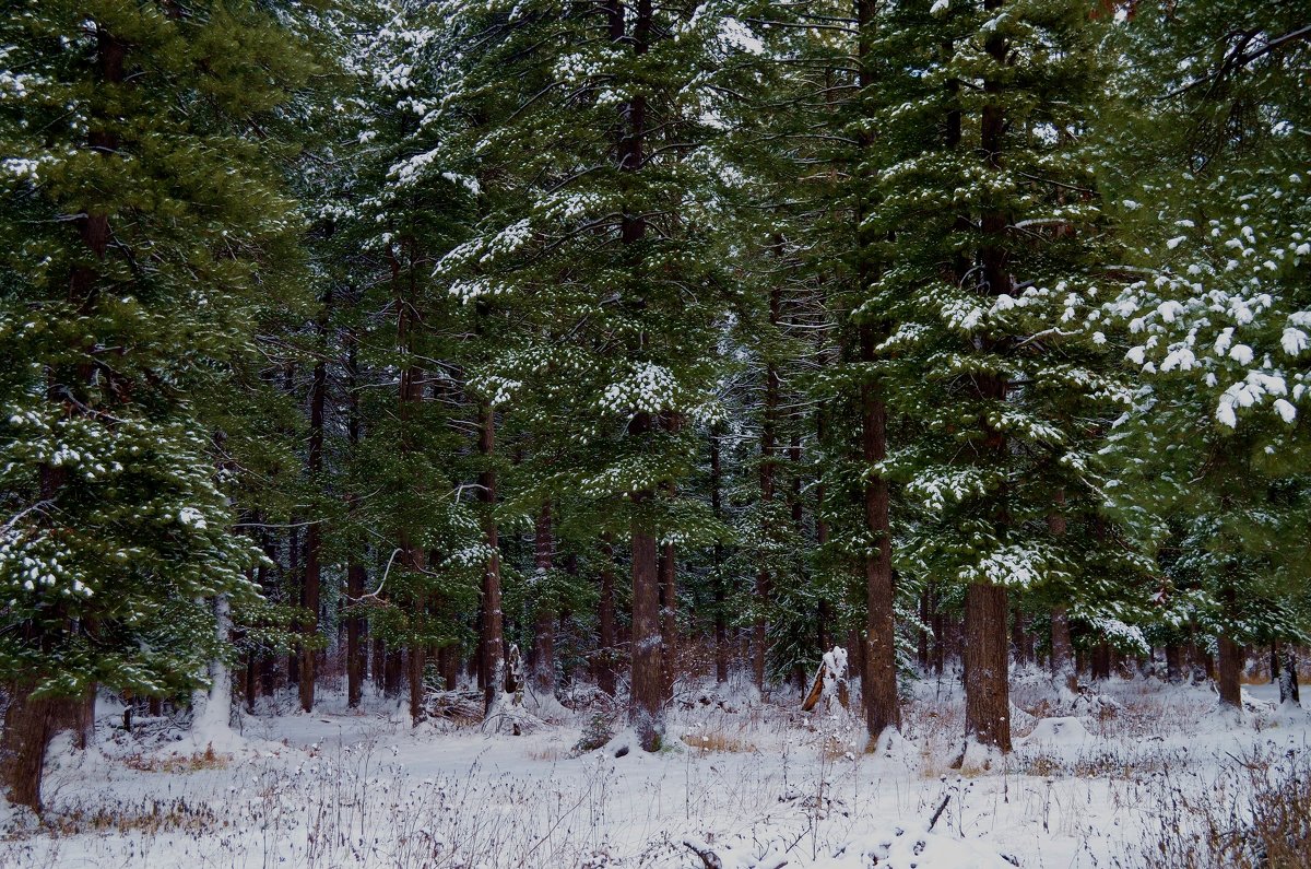 Кедр Сибирский(сосна Кедровая Сибирская) зима в Сосновом Бору
