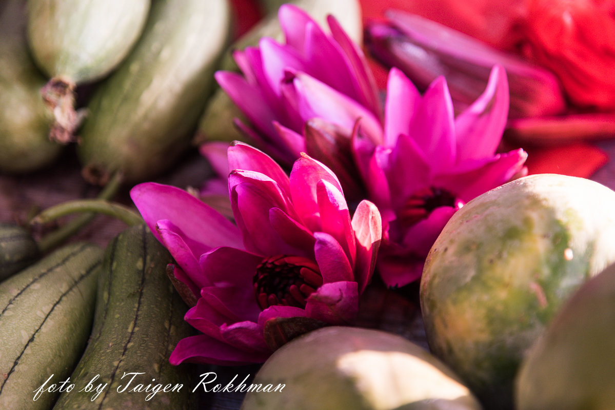 цветок лотоса - Taigen Rokhman