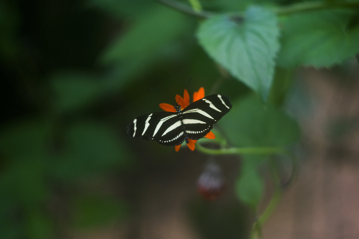 Тигровая бабочка - Иван Птушкин