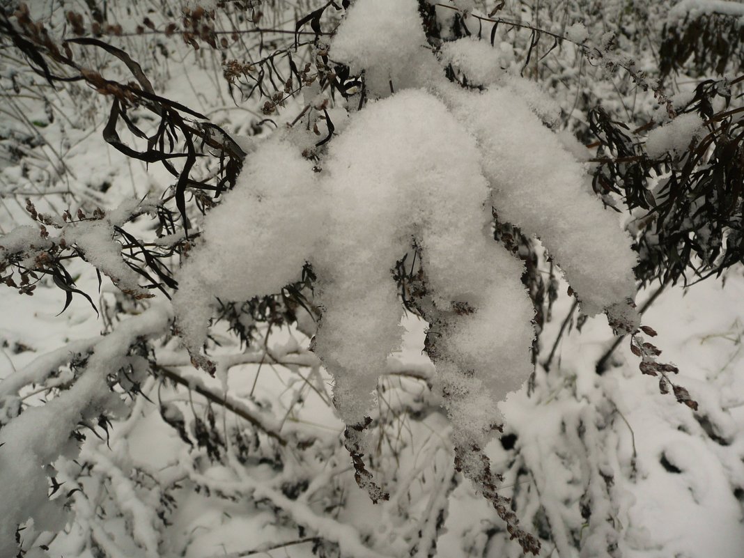 Первый снег - Владимир Холодницкий