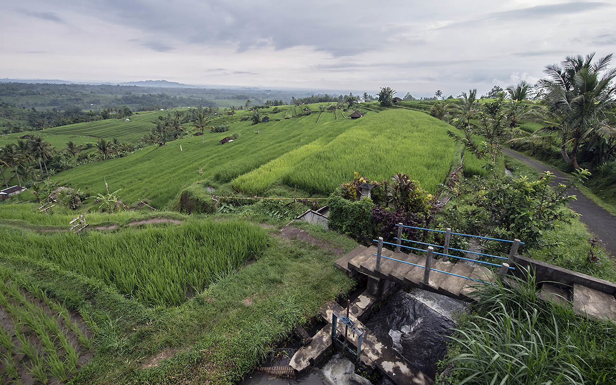 секреты орошения рисовых полей на Бали - Alexander Romanov (Roalan Photos)