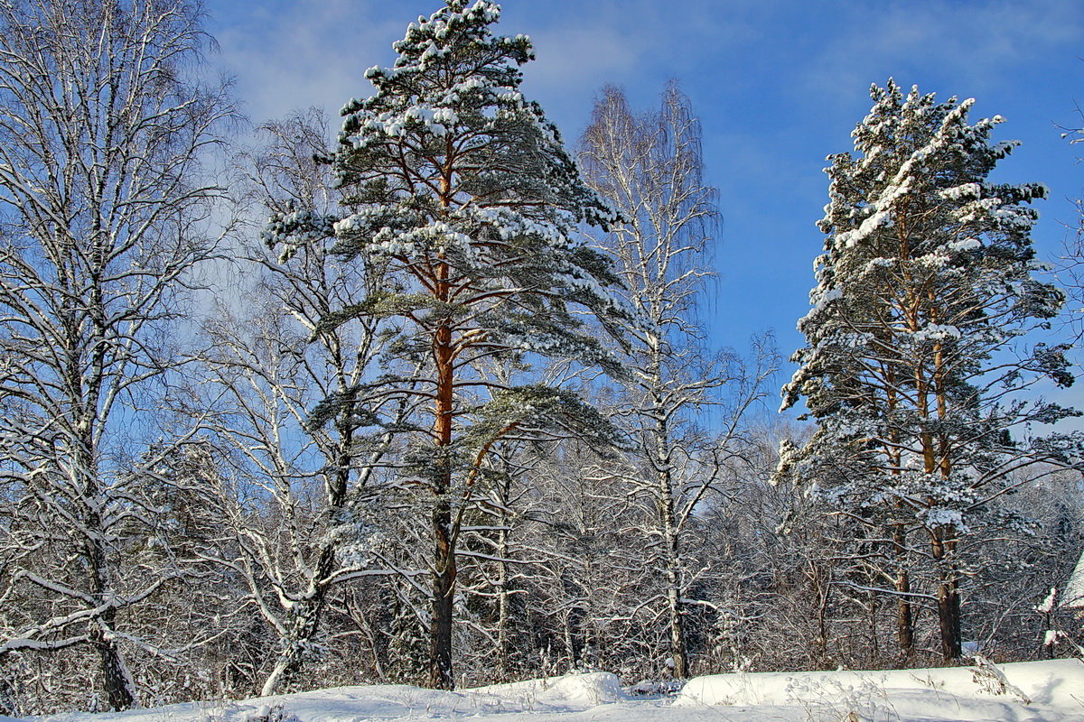 зимний лес - Александр Рождественский