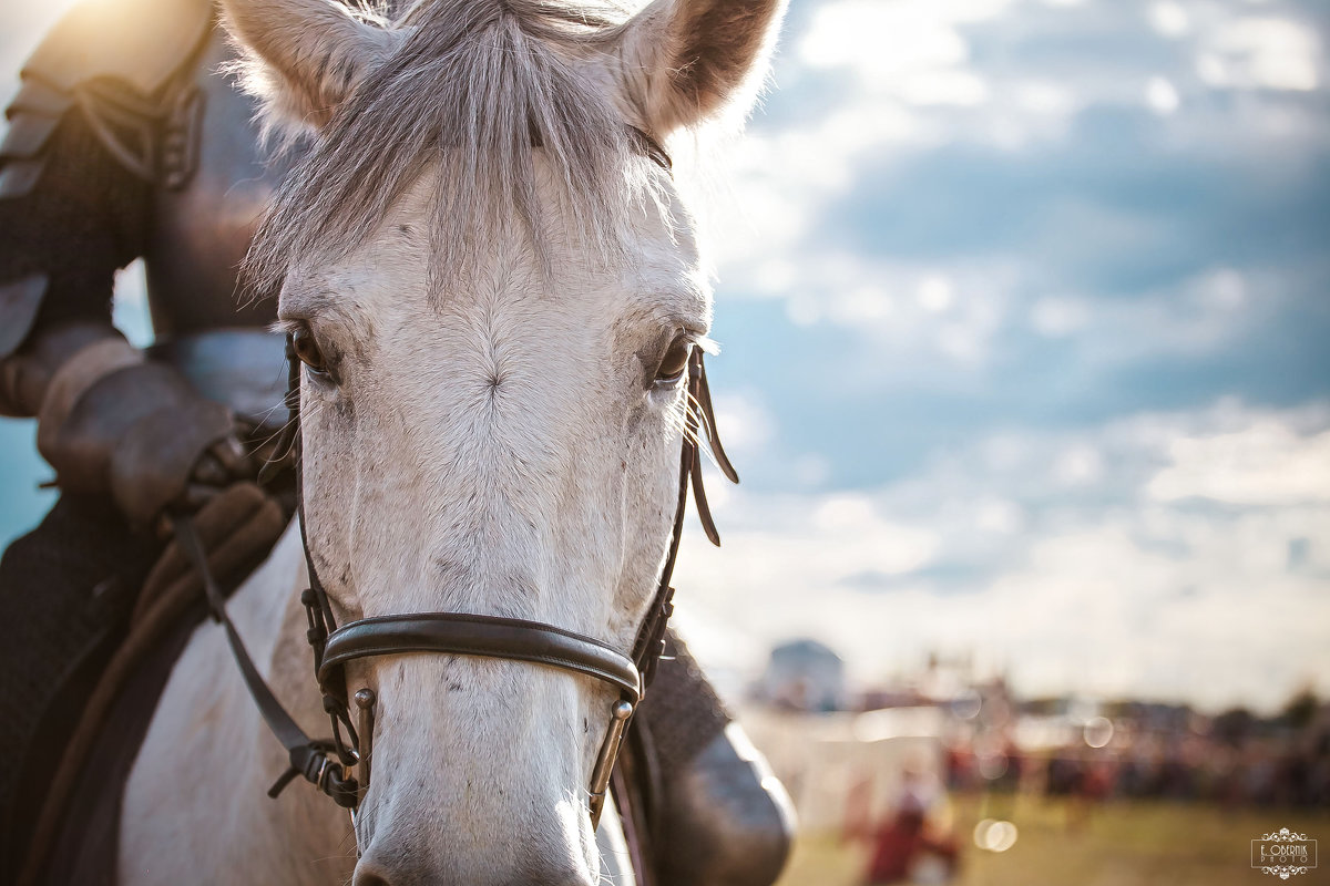 Портрет боевого коня - Елена Оберник