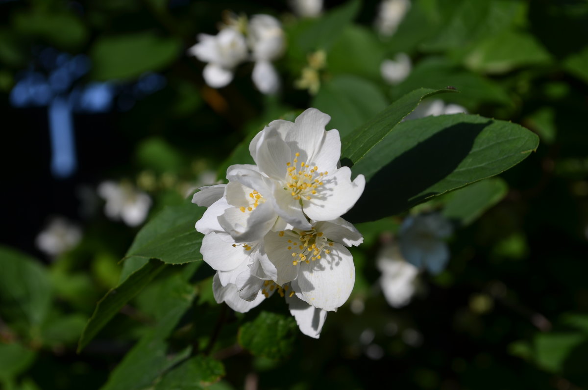 Белый цветок - Екатерина 