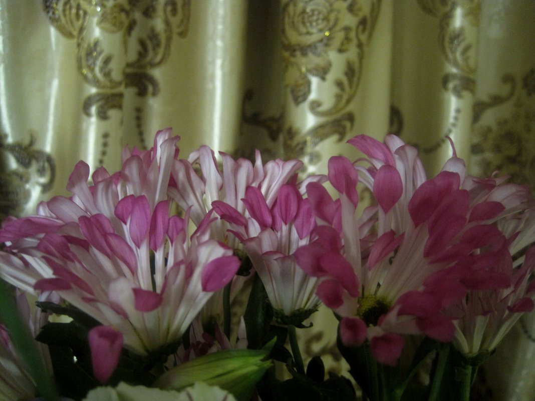 Хризантемы украшают мой дом - Елена Семигина