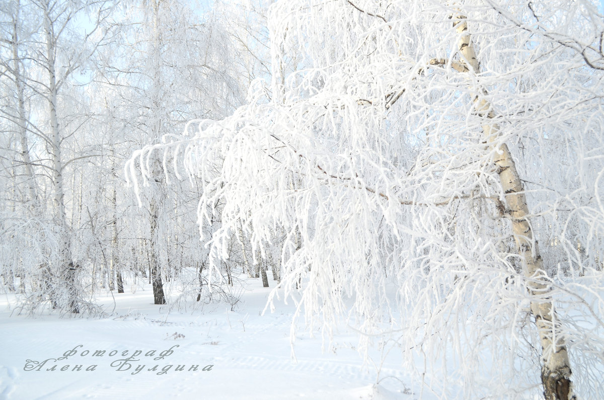 Зима, зимний лес, березы в снегу - Алена Булдина