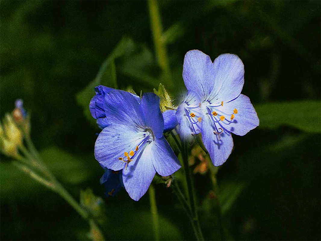 Лютики-цветочки - Андрей Жданов
