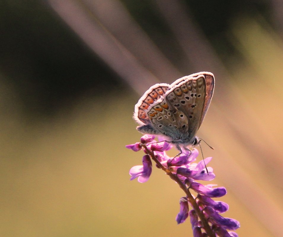 Бабочка на цветке - Светлана 