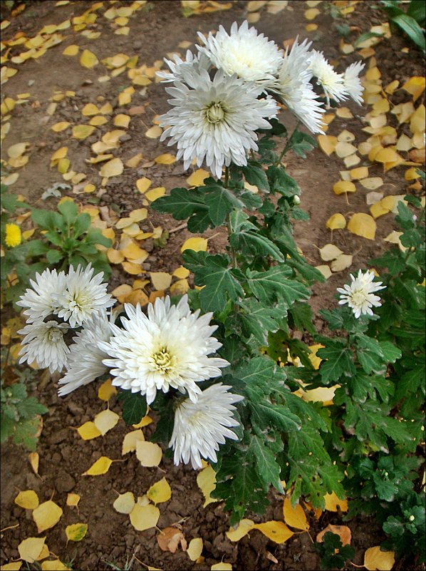 Хризантемы из нашего двора - Нина Корешкова