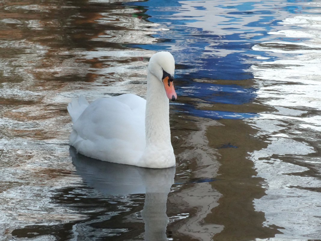 Белый лебедь на пруду... - Тамара (st.tamara)