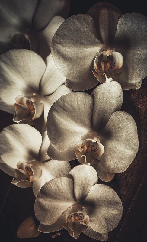 Орхидея - Анна 