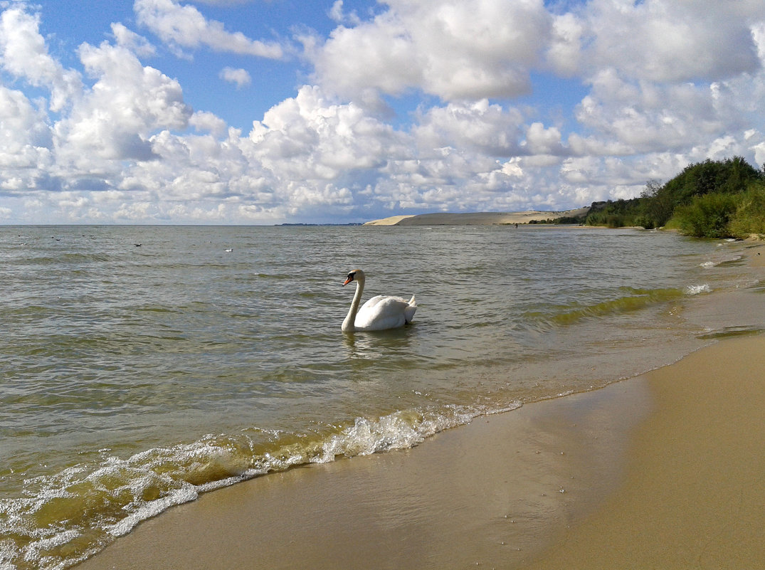 Лебедь на фоне дюны Эфа - Elena N
