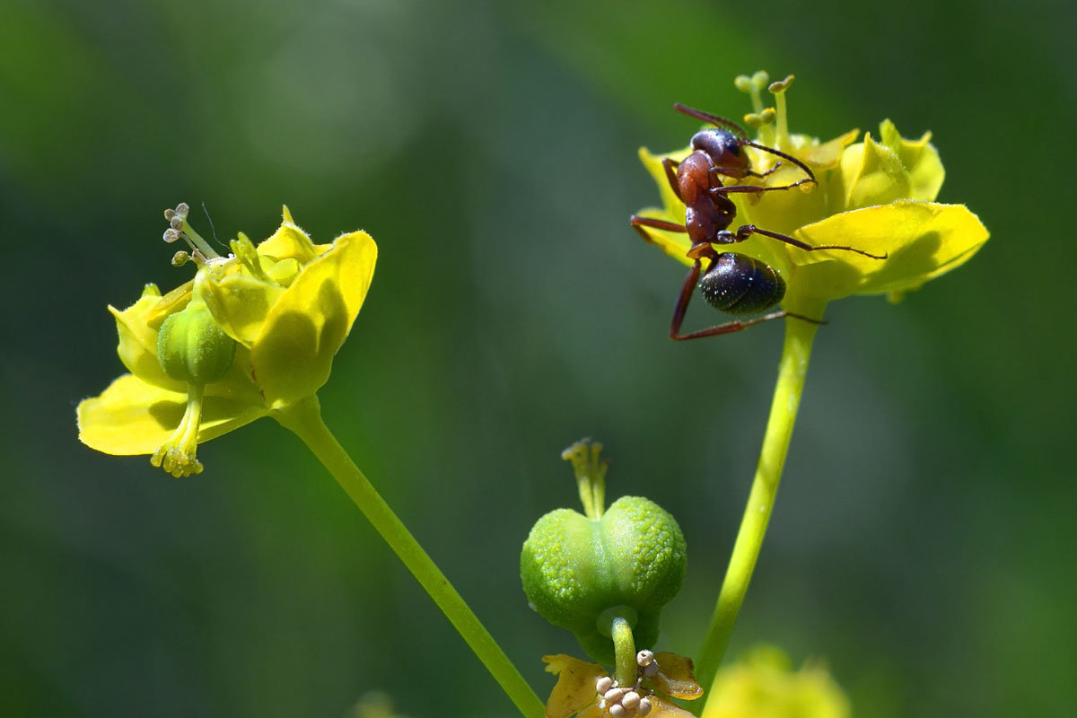 Цветок  для  муравья - Геннадий Супрун