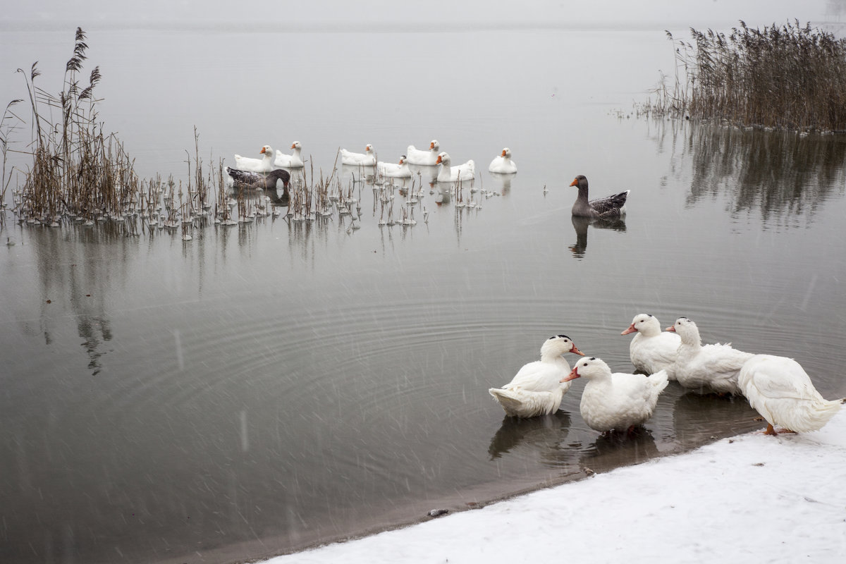 гуси на зимнем озере - Евгения Ки