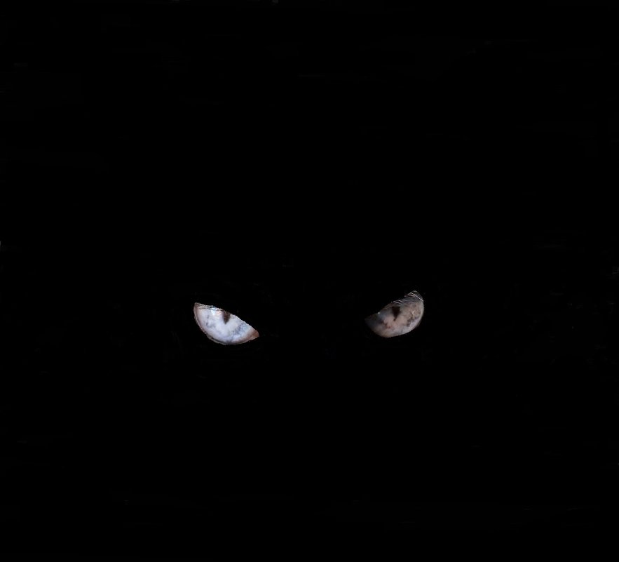 Портрет чёрной кошки в тёмной комнате - Юный Пионер