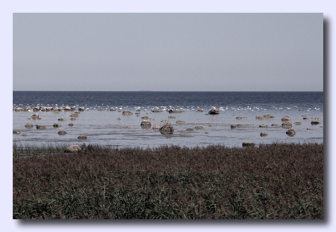 Лебеди на Балтике - Виктор Истомин