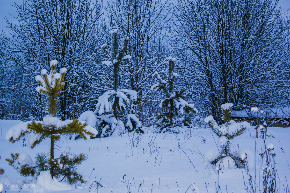 Сосенки в снегу.2015 - Артём Бояринцев
