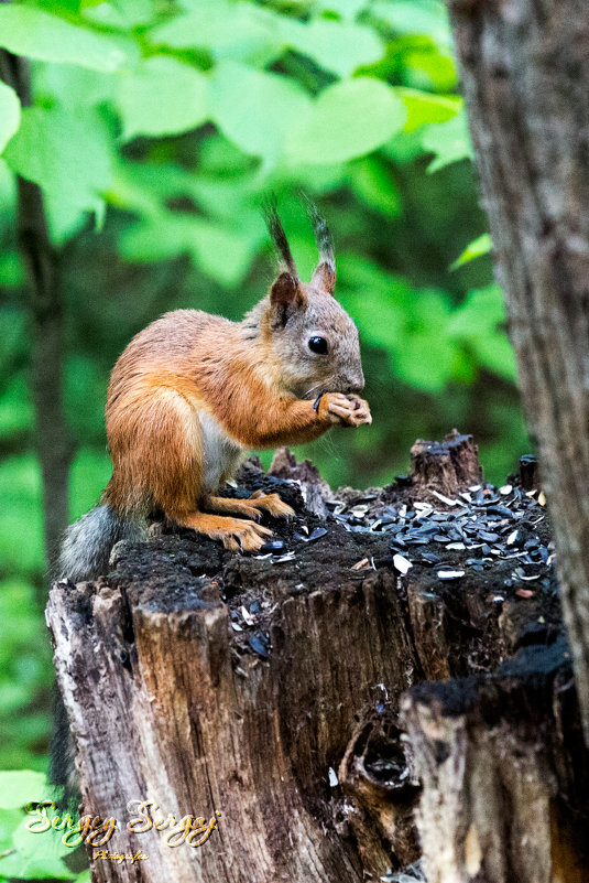 Little squirrel - Sergey Sergaj