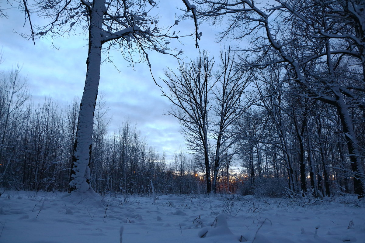 Сумерки в зимнем лесу - Владимир Протасов