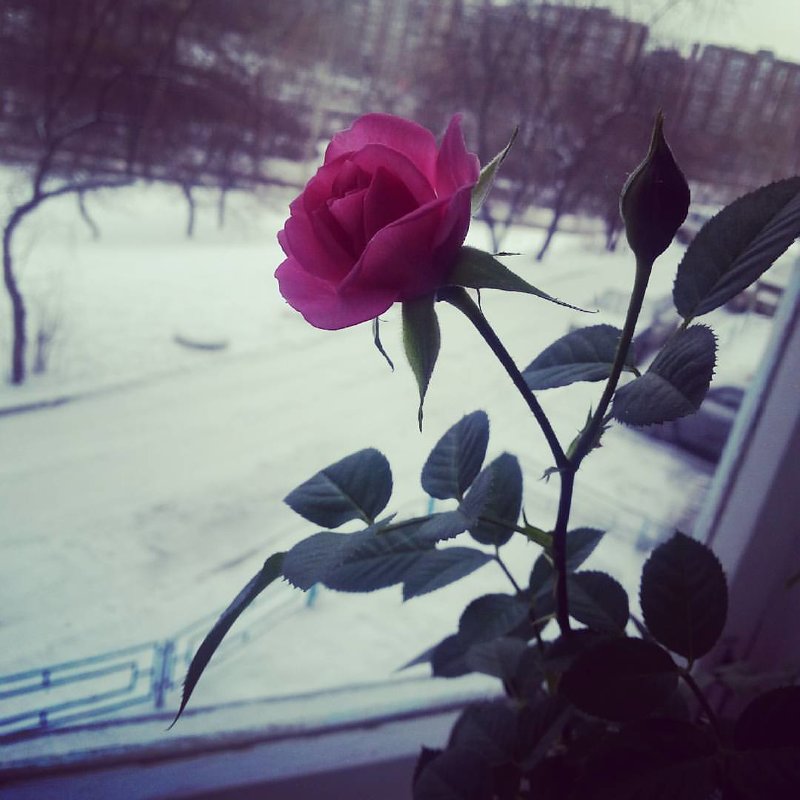 Роза на снегу - Юлия Воротникова