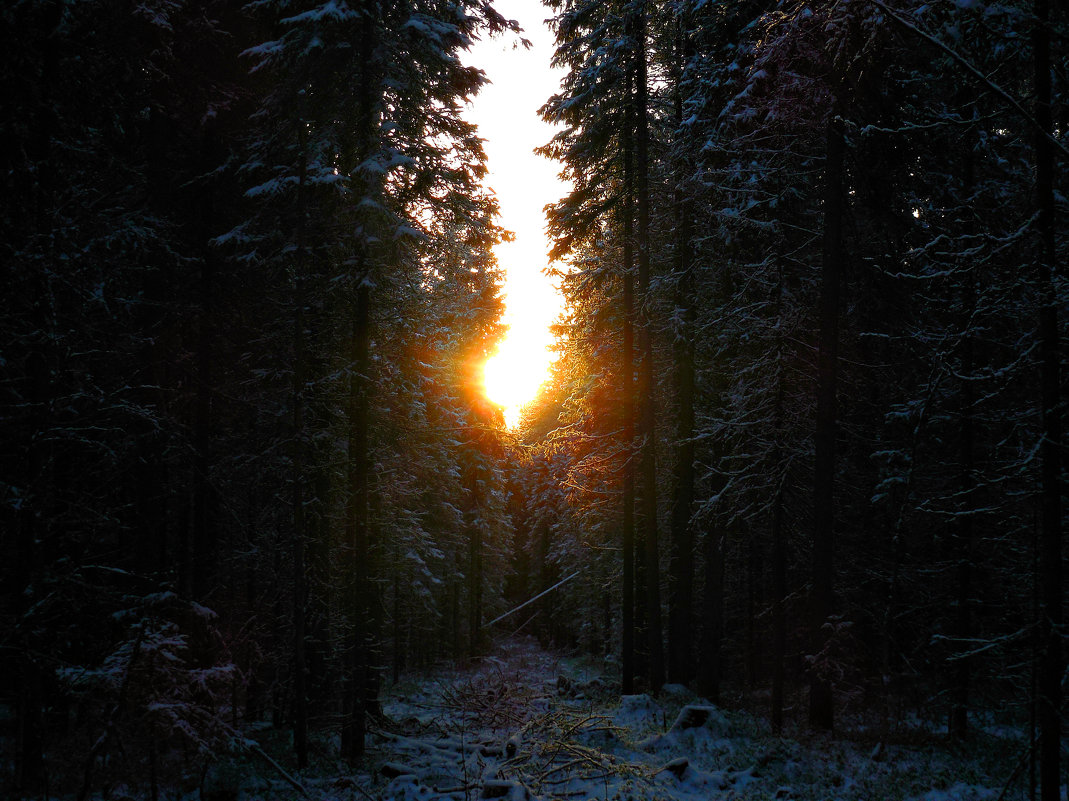 В лесу утром - Геннадий Рублёв