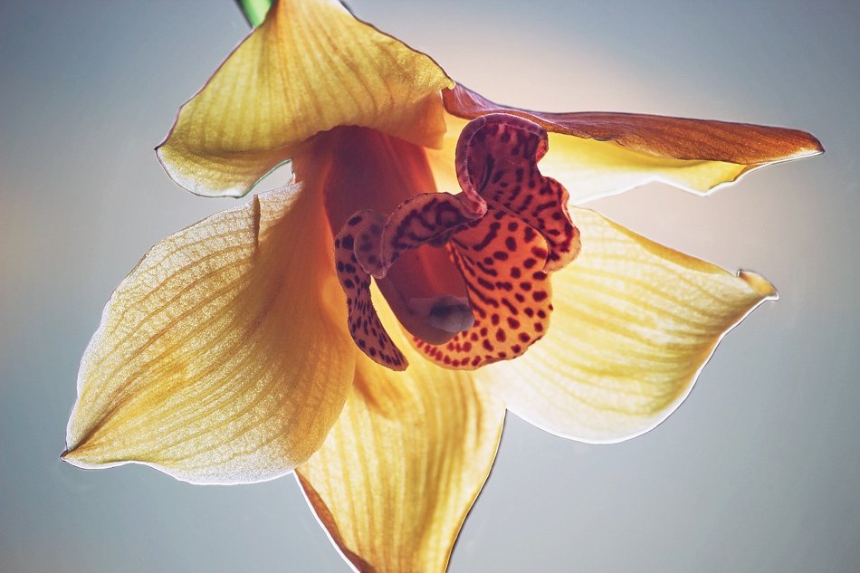 Волшебный свет орхидеи - Ирина Приходько