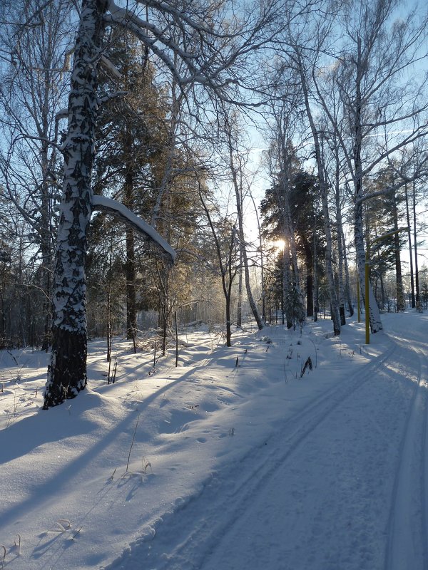 В зимнем лесу - Галина Минчук
