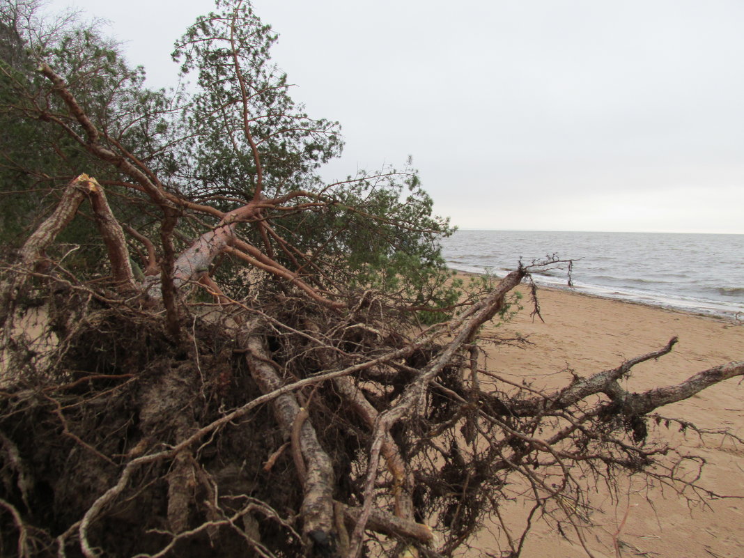финский залив  после урагана патрисия - georg 