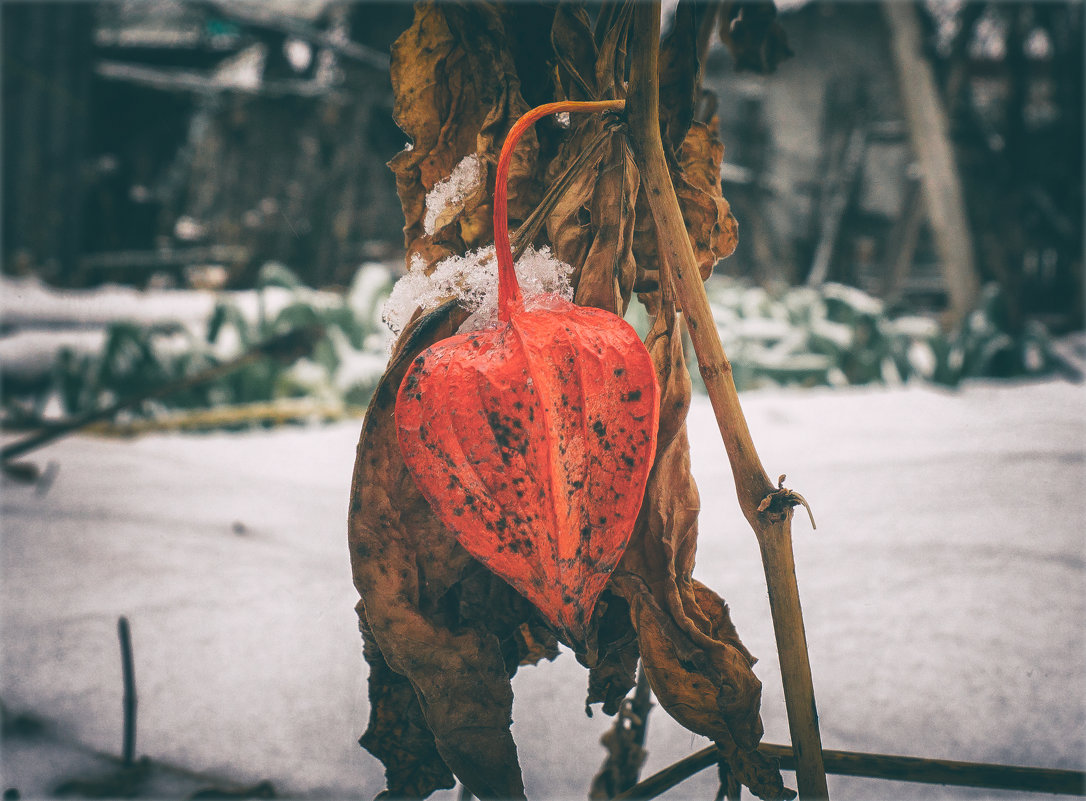 RED SORE HEART - Алексей Фотограф Михайловка