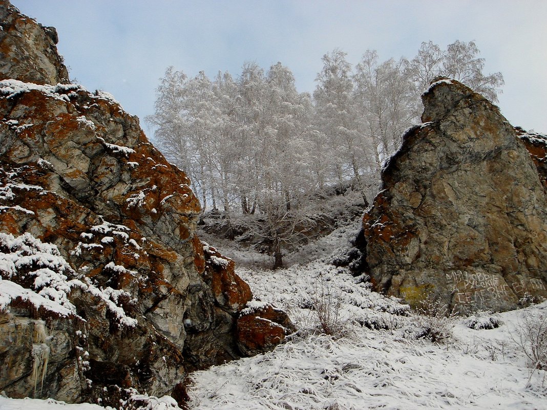 Скалы защищают березы - Tatiana Lesnykh Лесных