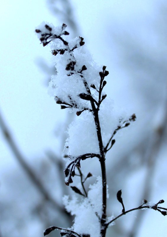 Первый снег пушистый, белый... - Андрей Скорняков