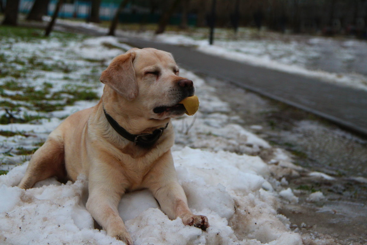 Собачье счастье - мяч - Ирина Солощ