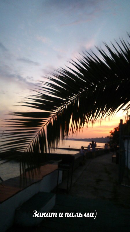 Ветка пальмы на закате - Наталья 