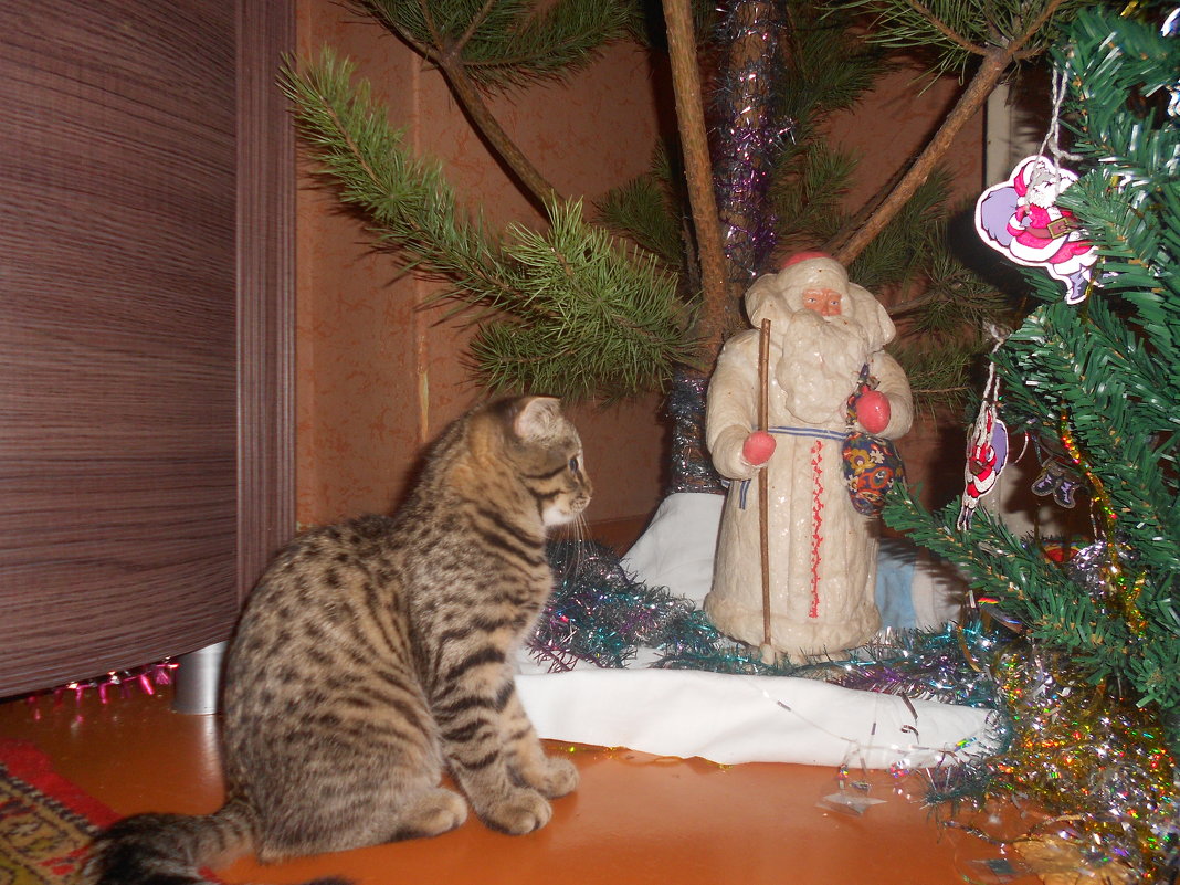 котята тоже верят в новогоднее чудо - Анна Прохорская