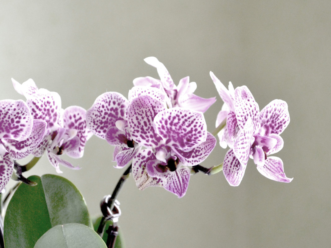 Орхидея - Наталья И