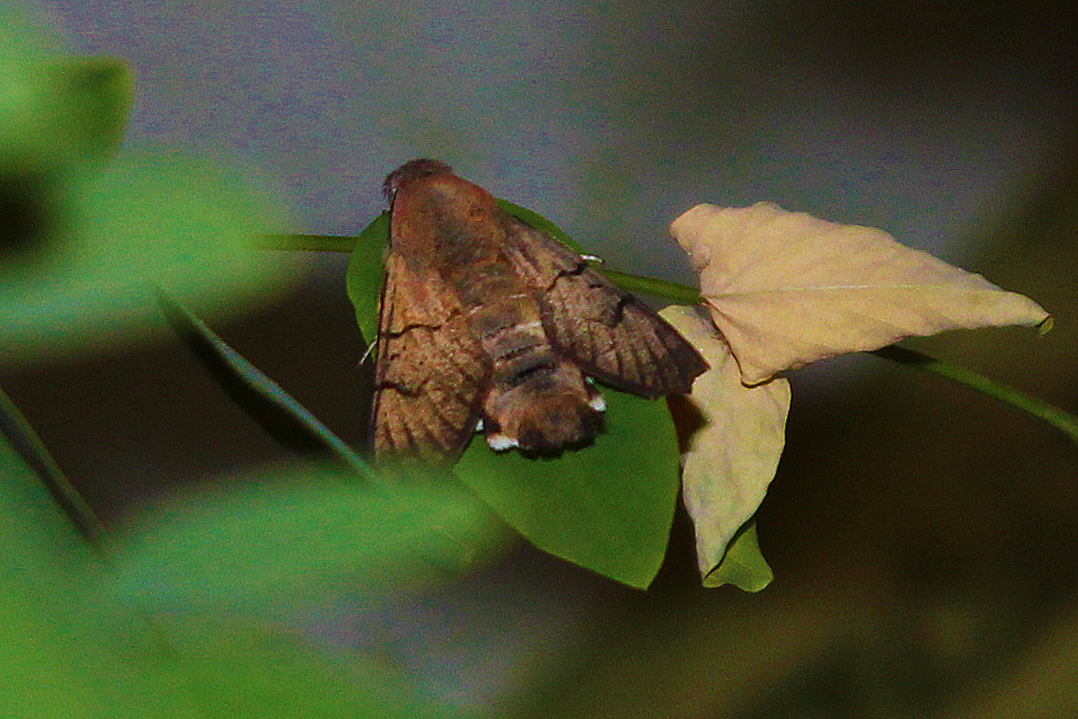 Ночная бабочка - Светлана 