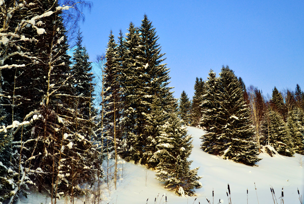 Зима в лесу - Татьяна Захарова