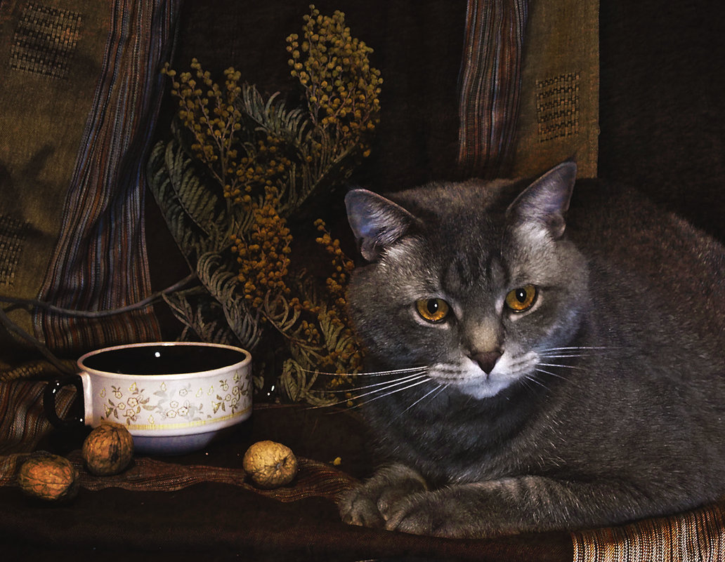 натюрморт с котом - лиана алексеева