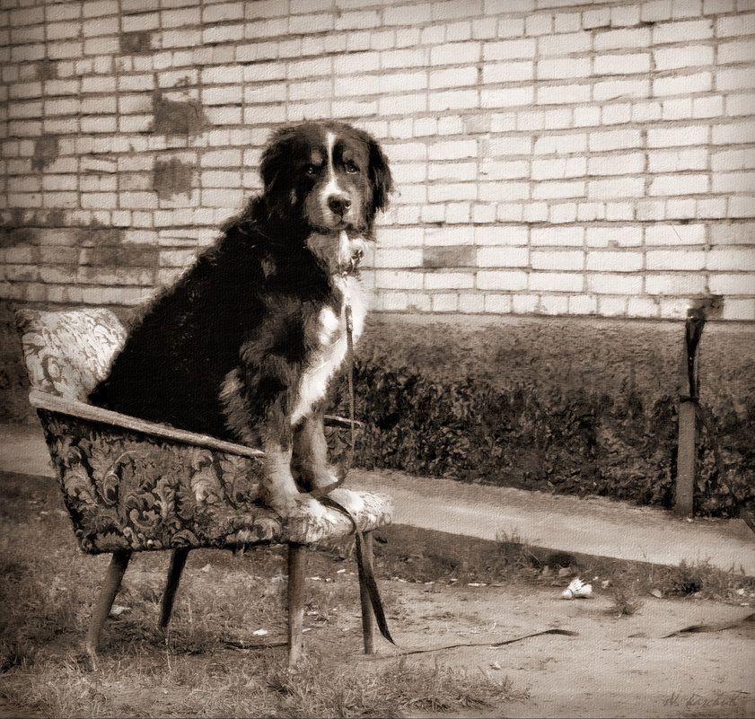 портрет Собаки в кресле - sv.kaschuk 